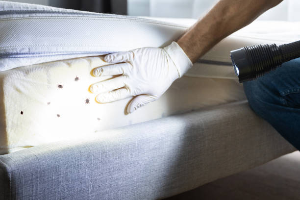 Best Mosquito Control Services  in Rosemont, IL