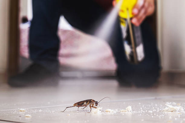 Best Rat Extermination Near Me  in Rosemont, IL