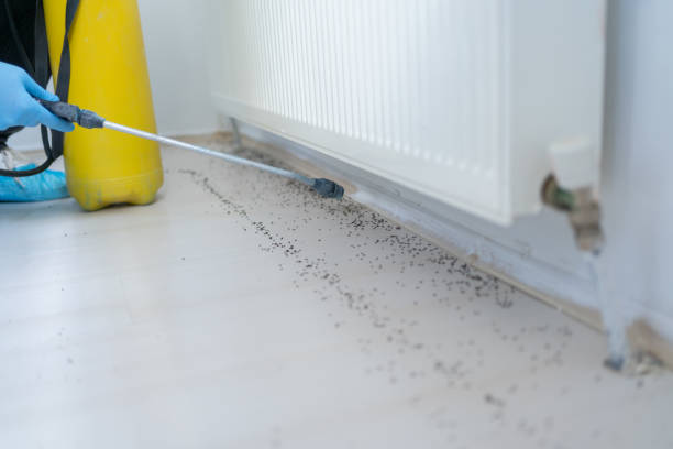 Best Termite Control Services  in Rosemont, IL