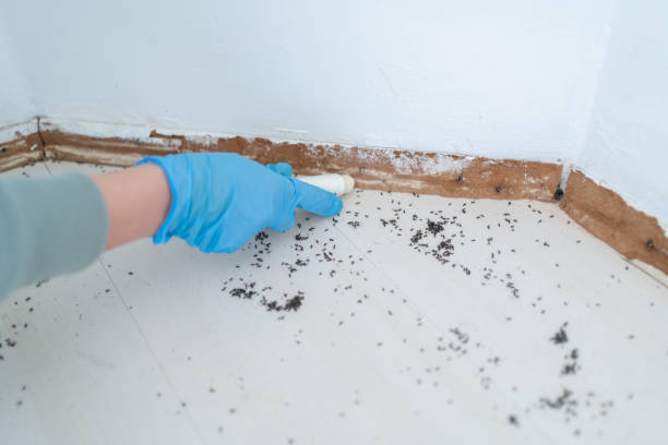 Professional Pest Control in Rosemont, IL